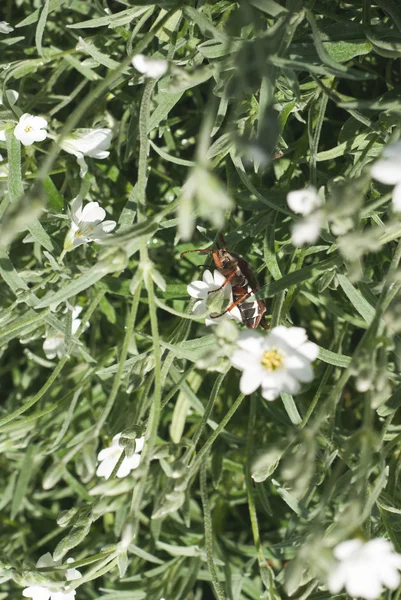 草、草の葉を登って 5 月カブトムシのブレードを登ってカブトムシ — ストック写真