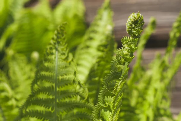 Helecho una planta verde a la luz del sol, fondo —  Fotos de Stock