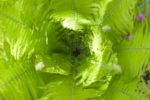 Helecho una planta verde a la luz del sol, fondo —  Fotos de Stock