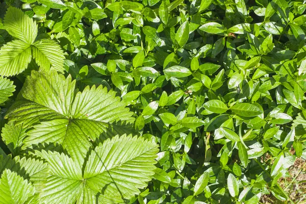 Hojas verdes de las fresas a la luz del sol —  Fotos de Stock