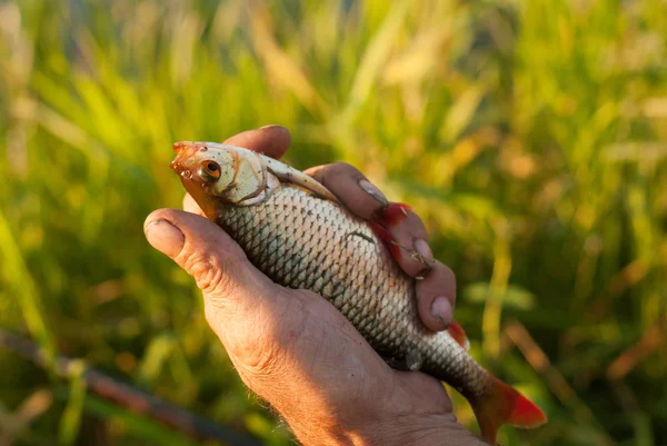 small freshly caught fish Rudd in the hands of the fisherman