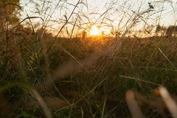 Green grass background with sun beam, — Stock Photo, Image