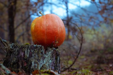 Karanlık ormanda bir balkabağı,