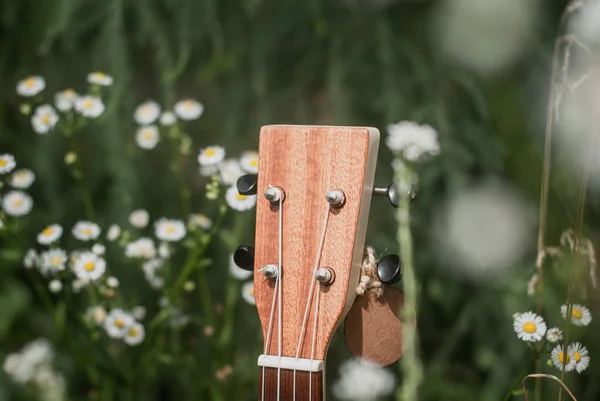 Ukulele a vadvirágok, nyári fotó egy ukulele — Stock Fotó