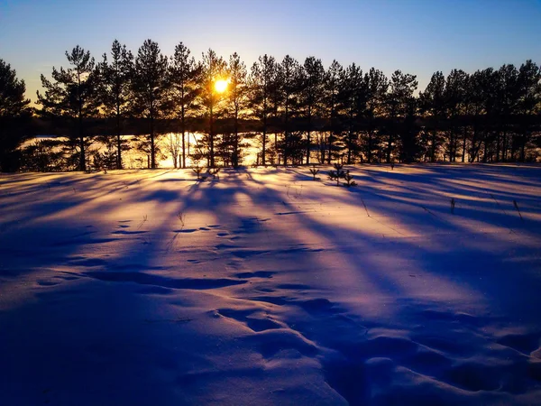 Raios de sol através dos ramos das árvores no inverno — Fotografia de Stock