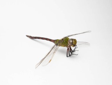 Beyaz arkaplanda izole edilmiş bir Dragonfly 'a yaklaş