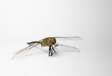 Beyaz arkaplanda izole edilmiş bir Dragonfly 'a yaklaş