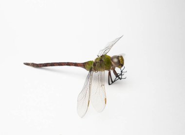 Beyaz arkaplanda izole edilmiş bir Dragonfly 'a yaklaş