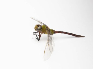 Beyaz arkaplanda izole edilmiş bir Dragonfly 'a yaklaş
