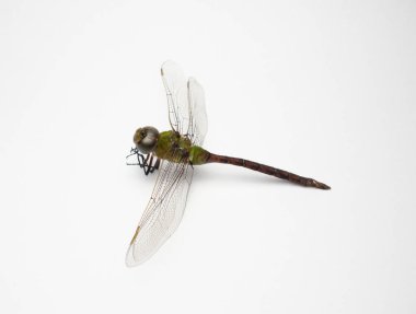 Beyaz arkaplanda izole edilmiş bir Dragonfly 'a yaklaş