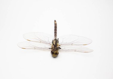 Beyaz arkaplanda izole edilmiş bir Dragonfly 'a yaklaş