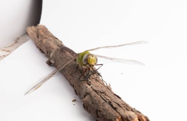 Beyaz arkaplanda izole edilmiş bir Dragonfly 'a yaklaş