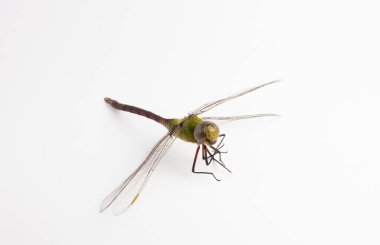 Beyaz arkaplanda izole edilmiş bir Dragonfly 'a yaklaş