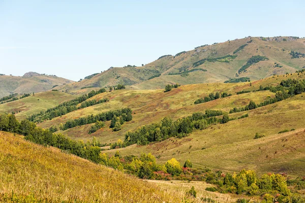 Rusya, Altai, sonbahar manzarası. Kurumuş çimenleri ve ağaçları olan tepeler