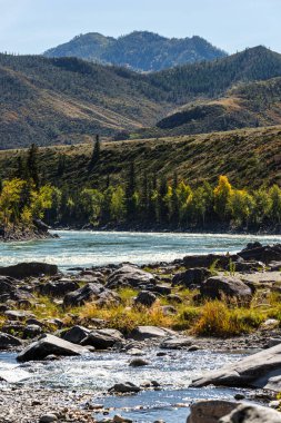 Rusya, Altai, dikey sonbahar manzarası. Nehir, dağlar ve orman sınırı