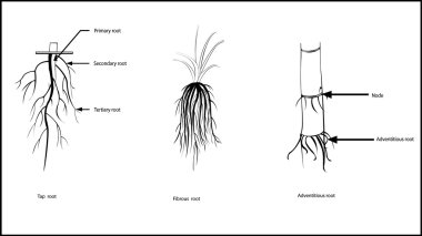 Types of roots, clipart