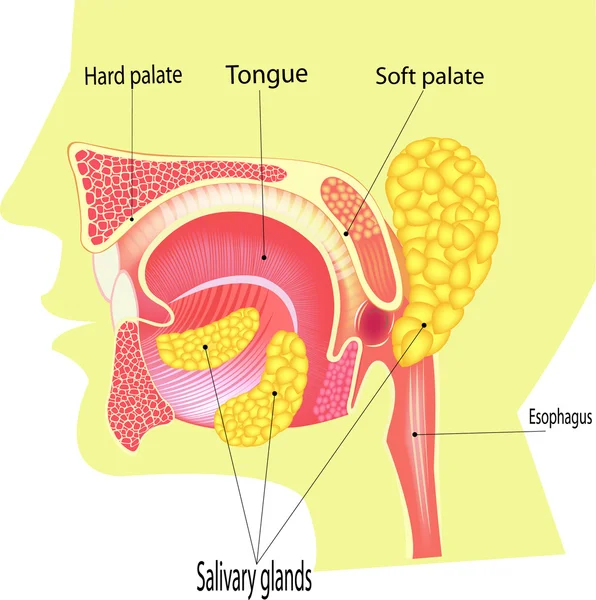 Tre paia di ghiandole fanno la saliva — Foto Stock