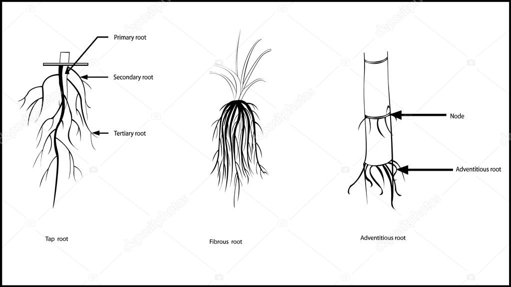 Types of roots,