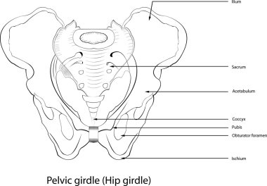 Hip korse