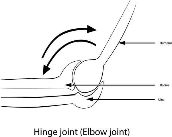 Сустав Хинге — стоковое фото