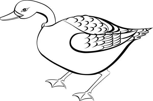 Pato blanco y negro , — Vector de stock