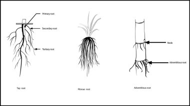 Types of roots, clipart
