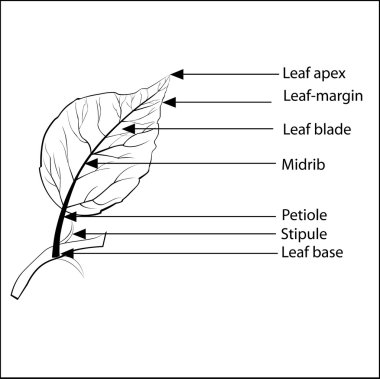 Parts of a leaf, clipart