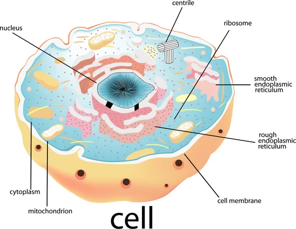 Structure cellulaire du noyau — Image vectorielle