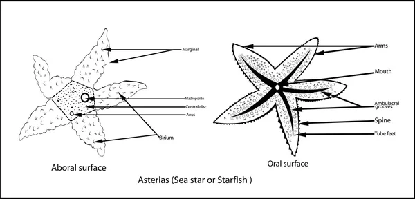 Asterias lijntekeningen — Stockvector