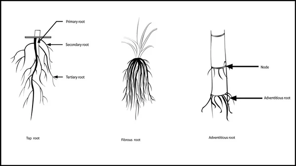 Типы корней , — стоковый вектор