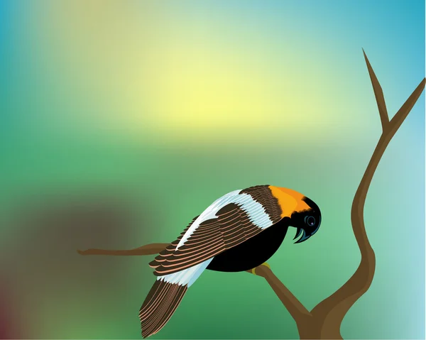 Bobolink encuentra sus alimentos , — Vector de stock