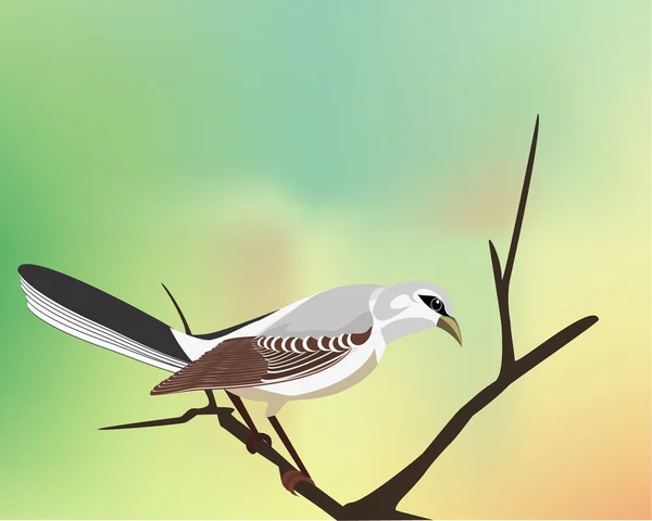 Mockingbird wachten voor een andere vogels, — Stockvector