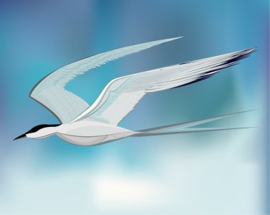 Tern The Bird Is Going To Home, clipart