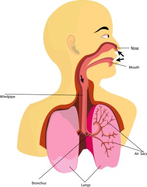 Body parts used in Breathing clipart