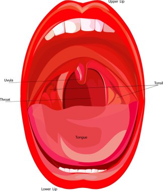 Part Of Human Mouth,  clipart