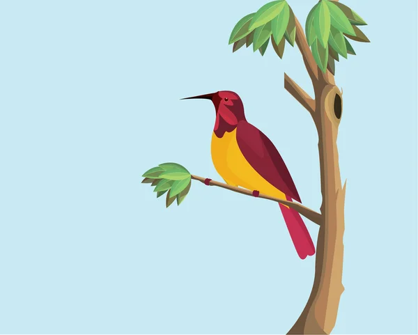 Sunbird  Waiting for Friend, — Stock Vector