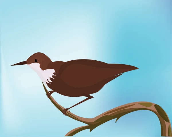 Dipper Bird esperando comida , — Vector de stock