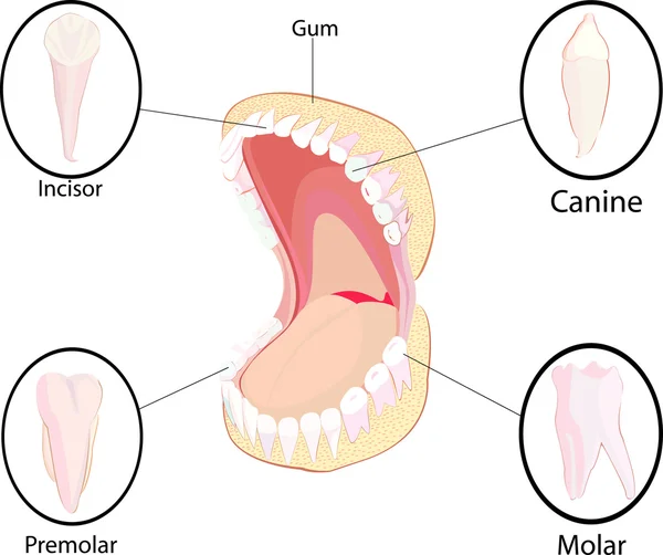 İnsan Dişlerinin Bir Parçası , — Stok Vektör