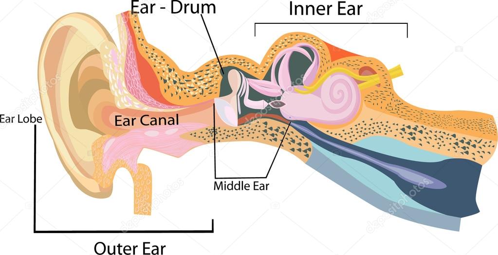 Part Of Human Ear, — Stock Vector © sanjayart 107767176