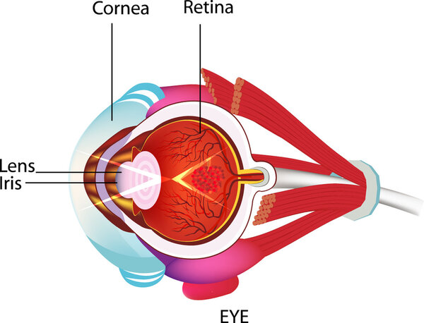 The Sense of Sight