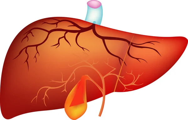El hígado, el hígado y la vesícula biliar son los órganos que ayudan al sistema digestivo. , —  Fotos de Stock