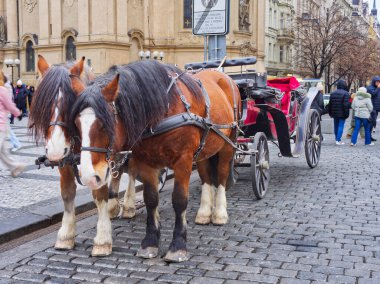 Prag, Çek Cumhuriyeti - 13 Aralık 2024: Tarihi Prag şehir meydanında kaldırım taşlarıyla turist taşıyan iki at taslak at
