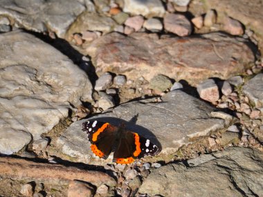 Turuncu bantlı kızıl Amiral Kelebeği dışarıda yıpranmış kaya yüzeyinde dinleniyor.