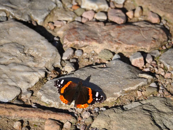 Turuncu bantlı kızıl Amiral Kelebeği dışarıda yıpranmış kaya yüzeyinde dinleniyor.