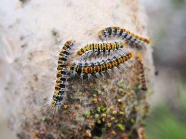 Sarı, siyah ve turuncu şeritli iki çizgili tırtıl ağaç kabuğunda sürünüyor.