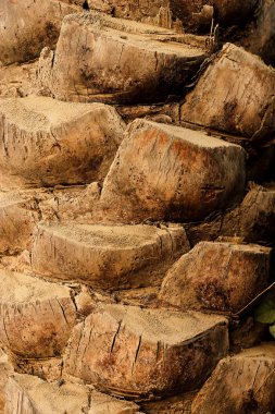 Doğal yaşlı ağaç ahşap doku ve arka plan tarihi