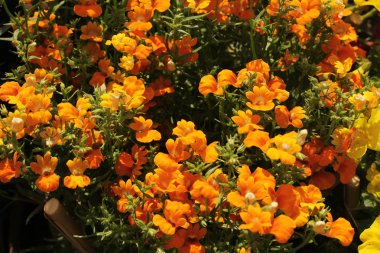 Turuncu renk çiçek arka plan ve doku