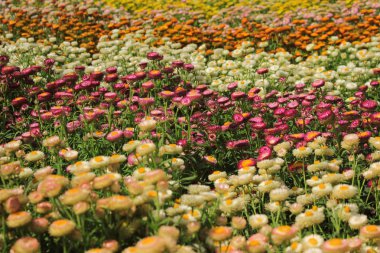 Güzel Helichrysum çiçek Feild bahçede