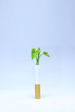 Sigara içmek yasak; Sigara ve yenidoğan yeşil bitki