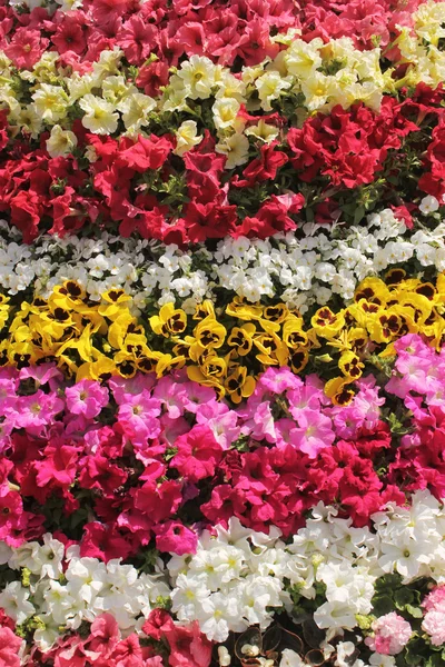 Různé barvy květin pozadí a textury — Stock fotografie